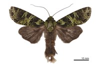 藏品(窄翅綠夜蛾)的圖片